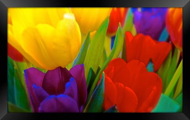 Brightly coloured Tulips                           Framed Print by Sue Bottomley
