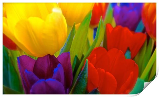 Brightly coloured Tulips                           Print by Sue Bottomley