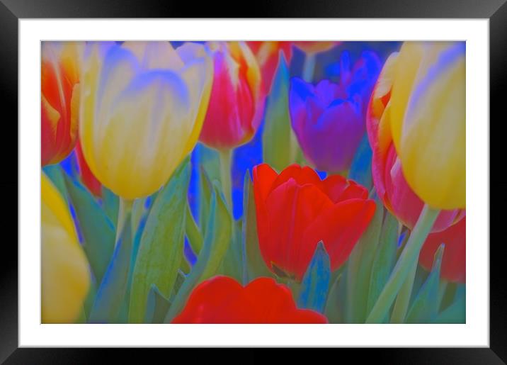 Inside a bunch of Tulips                           Framed Mounted Print by Sue Bottomley
