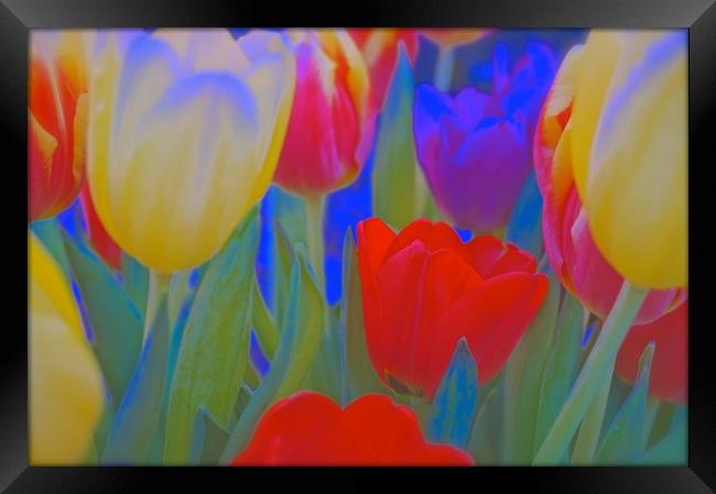 Inside a bunch of Tulips                           Framed Print by Sue Bottomley