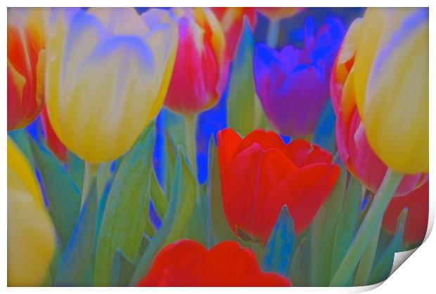 Inside a bunch of Tulips                           Print by Sue Bottomley