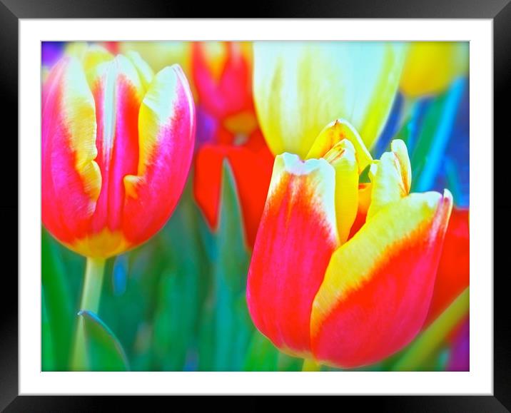 Bright coloured Tulip flowers                      Framed Mounted Print by Sue Bottomley