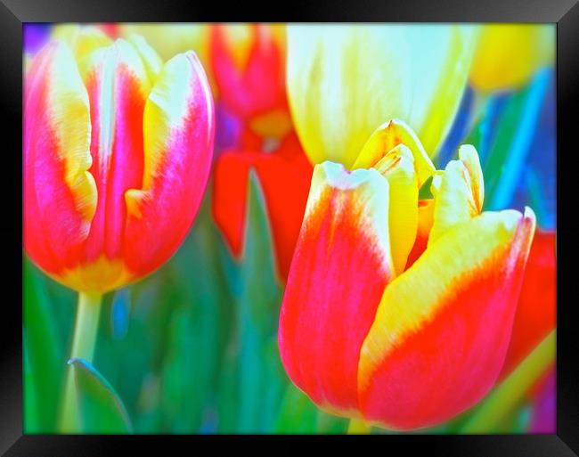 Bright coloured Tulip flowers                      Framed Print by Sue Bottomley