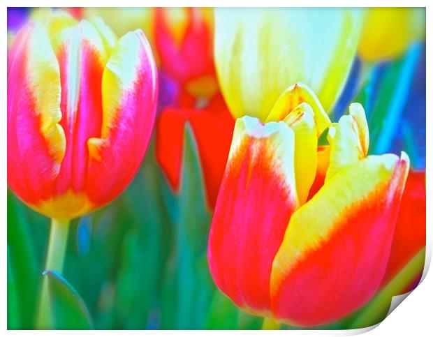 Bright coloured Tulip flowers                      Print by Sue Bottomley