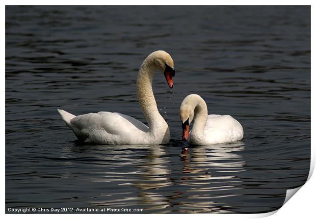 Swans swimming Print by Chris Day