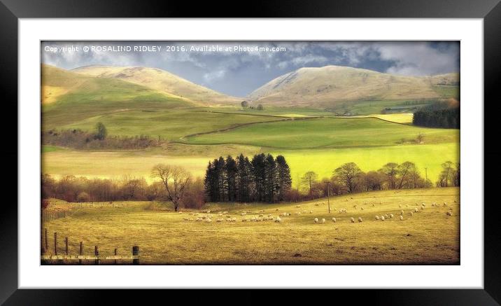 "LIGHT AND SHADE " Framed Mounted Print by ROS RIDLEY