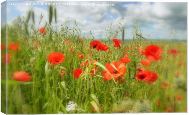 "IN THE POPPY FIELD" Canvas Print by ROS RIDLEY