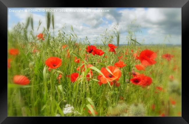 "IN THE POPPY FIELD" Framed Print by ROS RIDLEY