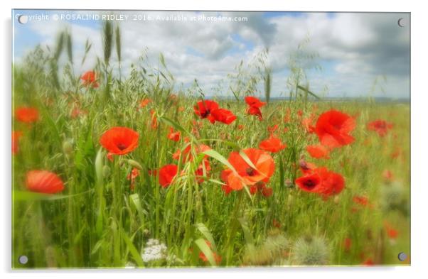 "IN THE POPPY FIELD" Acrylic by ROS RIDLEY