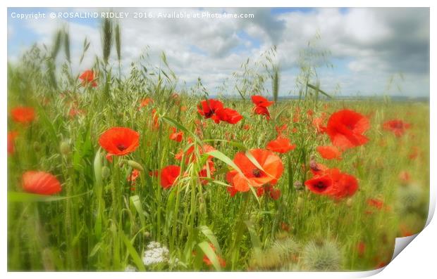 "IN THE POPPY FIELD" Print by ROS RIDLEY