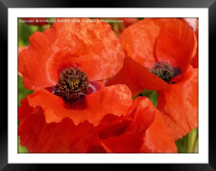 "POPPY DUO" Framed Mounted Print by ROS RIDLEY