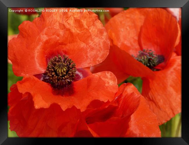"POPPY DUO" Framed Print by ROS RIDLEY