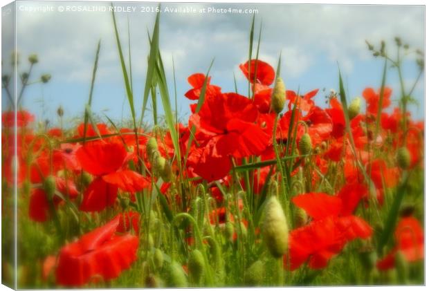 "IN THE POPPY FIELD 2 " Canvas Print by ROS RIDLEY