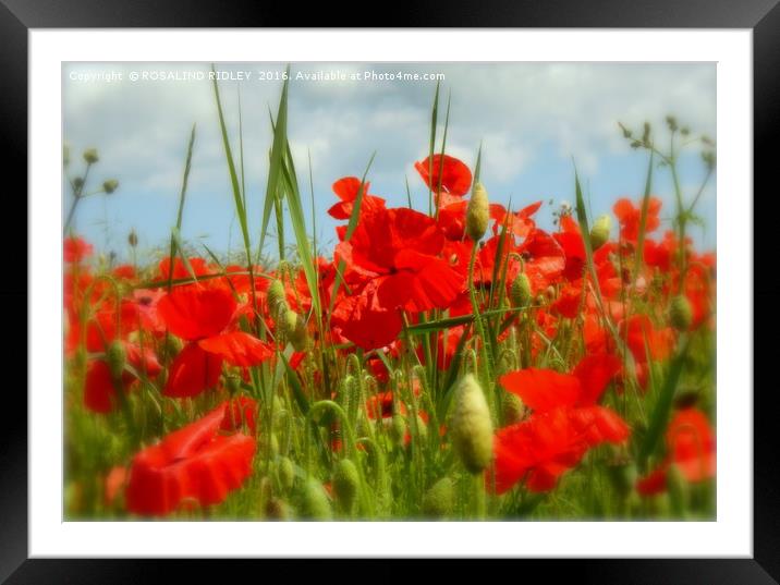 "IN THE POPPY FIELD 2 " Framed Mounted Print by ROS RIDLEY