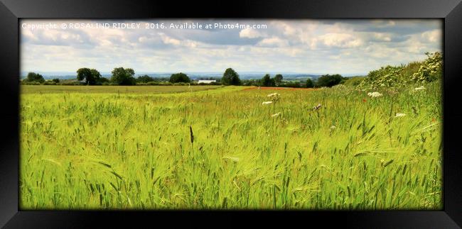 "WILD GRASSES IN THE POPPY FIELD" Framed Print by ROS RIDLEY