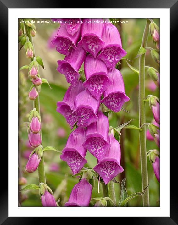 "THE HUMBLE FOXGLOVE" Framed Mounted Print by ROS RIDLEY