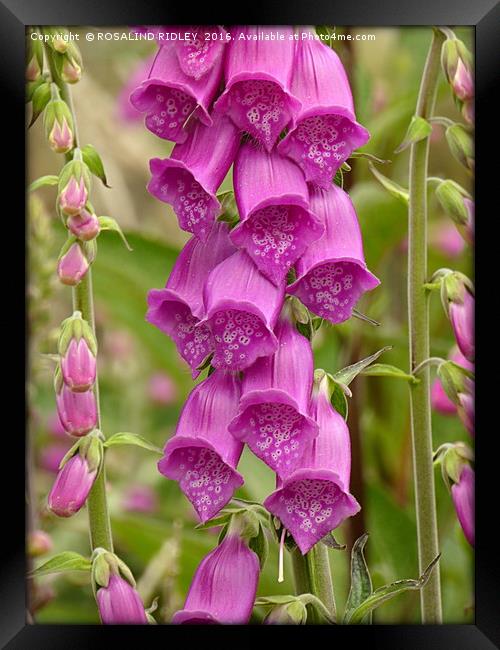 "THE HUMBLE FOXGLOVE" Framed Print by ROS RIDLEY