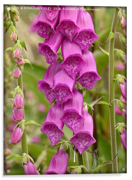 "THE HUMBLE FOXGLOVE" Acrylic by ROS RIDLEY