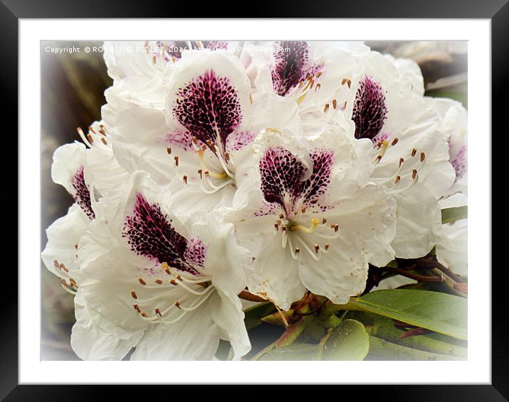 "WHITE RHODODENDRONS " Framed Mounted Print by ROS RIDLEY