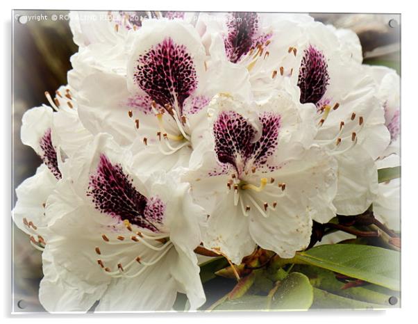 "WHITE RHODODENDRONS " Acrylic by ROS RIDLEY