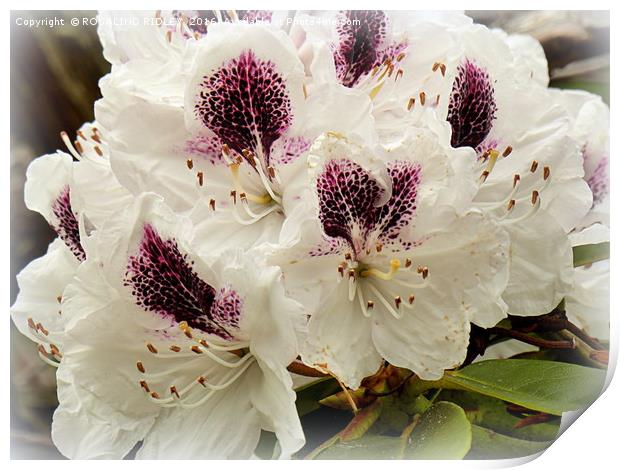 "WHITE RHODODENDRONS " Print by ROS RIDLEY