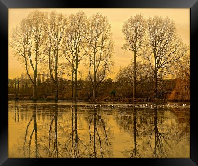  Trees reflection across the lake                  Framed Print by Sue Bottomley