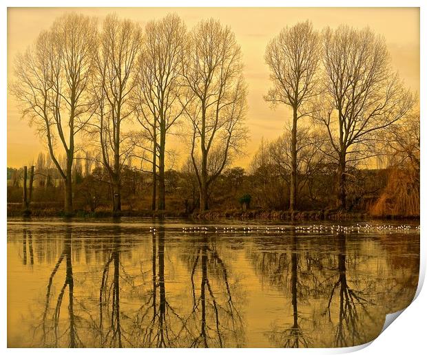  Trees reflection across the lake                  Print by Sue Bottomley