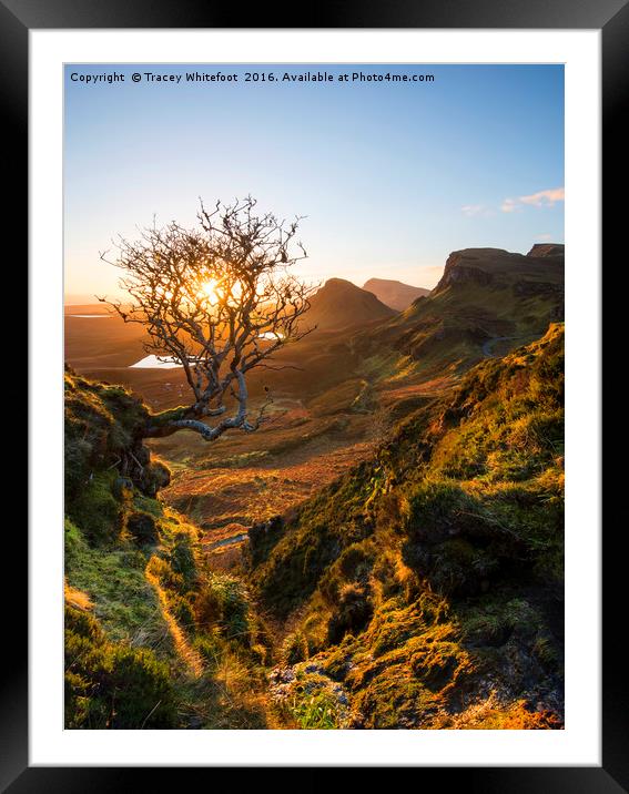 The Quiraing Tree  Framed Mounted Print by Tracey Whitefoot