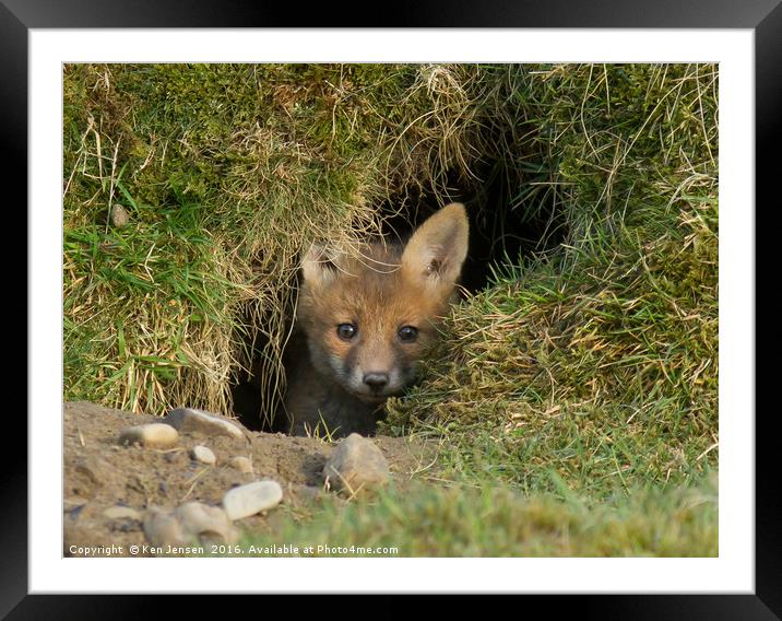 Red Fox Cub Framed Mounted Print by Ken Jensen