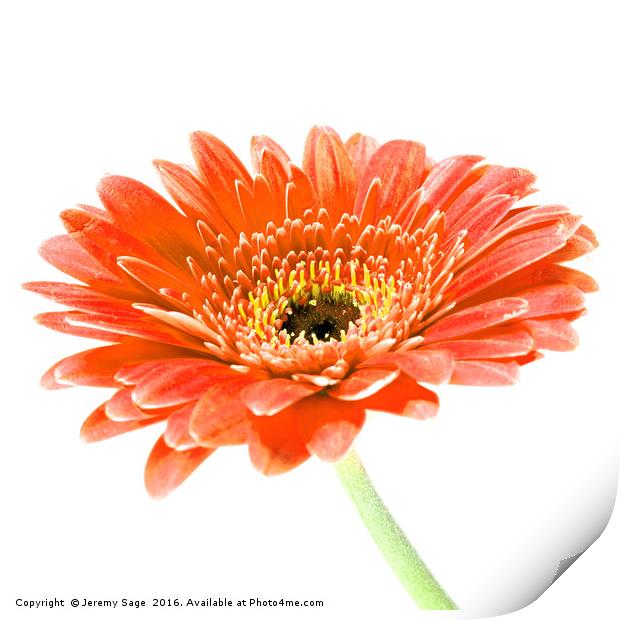 Radiant Orange Gerbera Daisy Print by Jeremy Sage