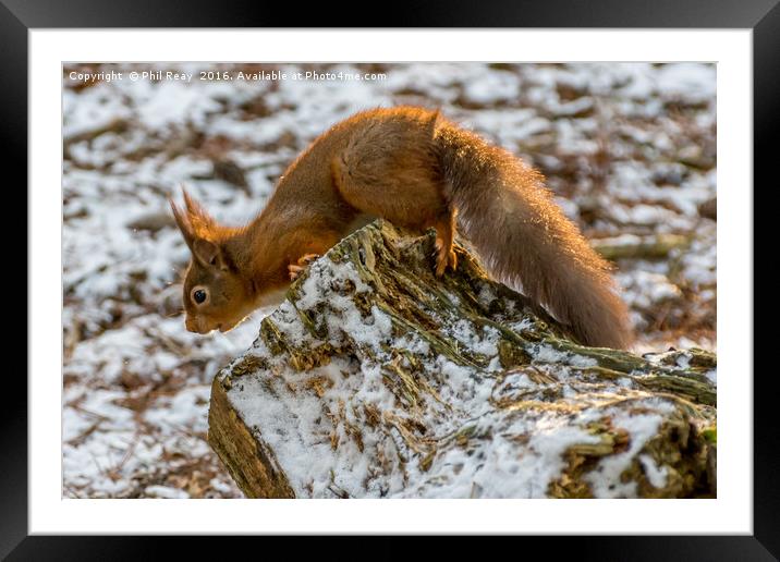 A surprised red squirrel Framed Mounted Print by Phil Reay