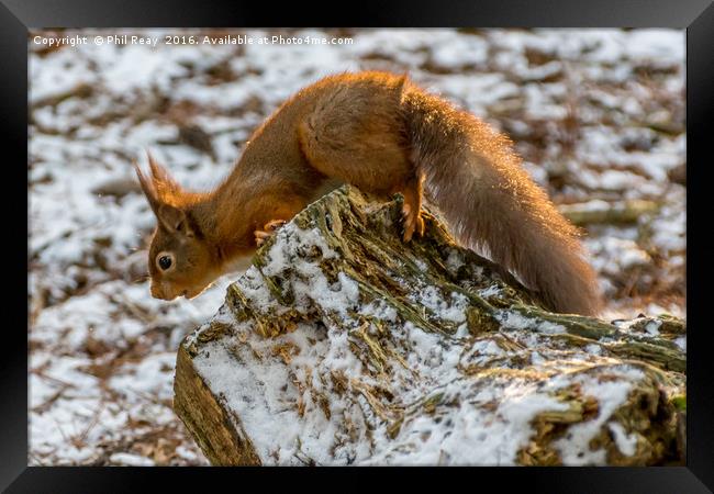 A surprised red squirrel Framed Print by Phil Reay