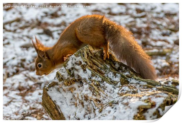 A surprised red squirrel Print by Phil Reay