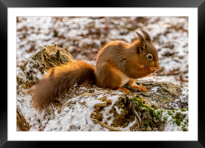 A gorgeous Red squirrel Framed Mounted Print by Phil Reay