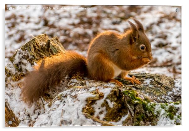 A gorgeous Red squirrel Acrylic by Phil Reay