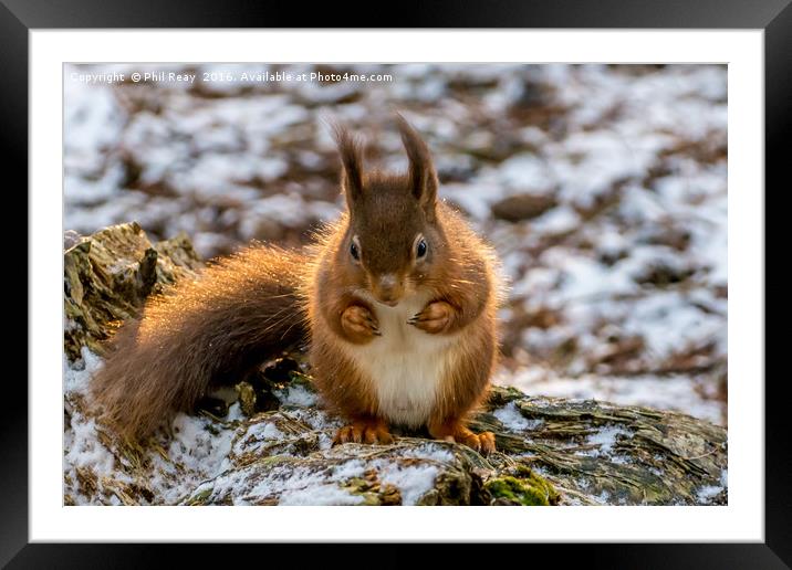 Red squirrel Framed Mounted Print by Phil Reay