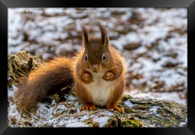 Red squirrel Framed Print by Phil Reay