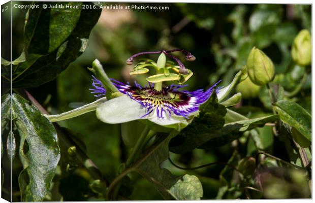 Passion Flower Profile Canvas Print by Judith Head