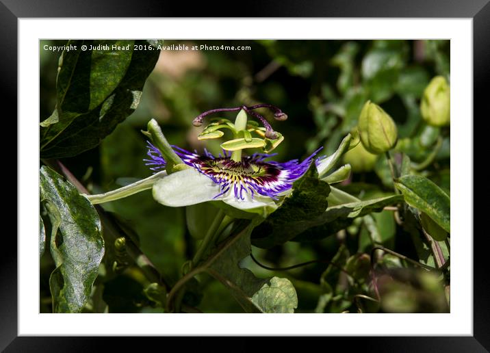 Passion Flower Profile Framed Mounted Print by Judith Head