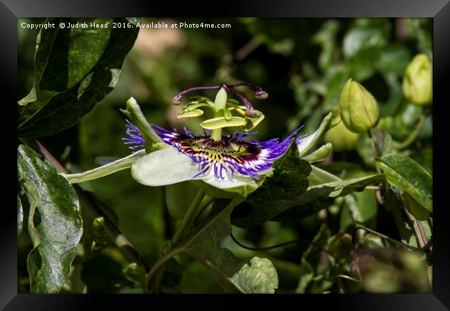 Passion Flower Profile Framed Print by Judith Head