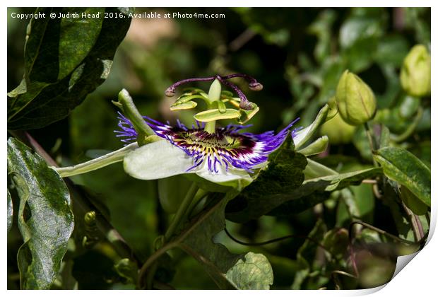 Passion Flower Profile Print by Judith Head