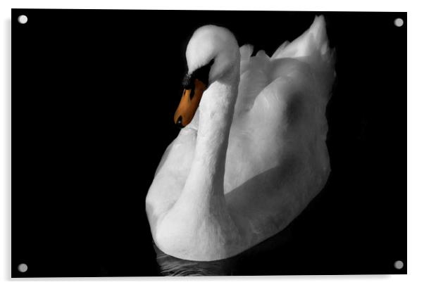 Swan Acrylic by Charlotte Moon