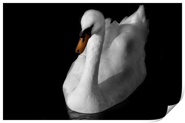 Swan Print by Charlotte Moon