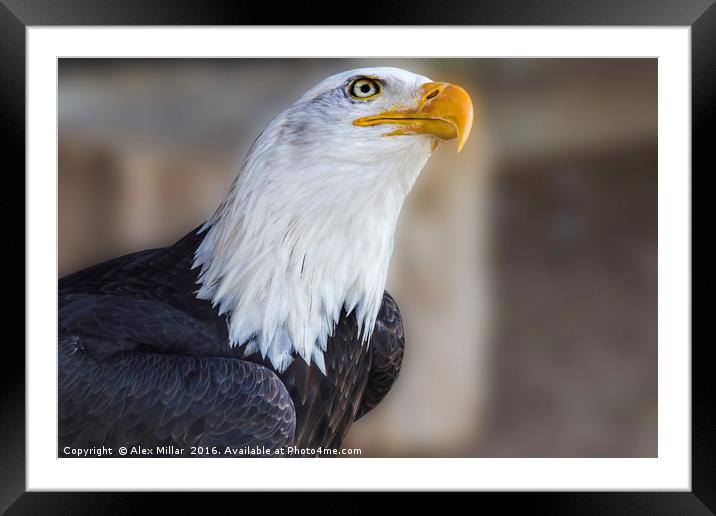 Bald Eagle Framed Mounted Print by Alex Millar