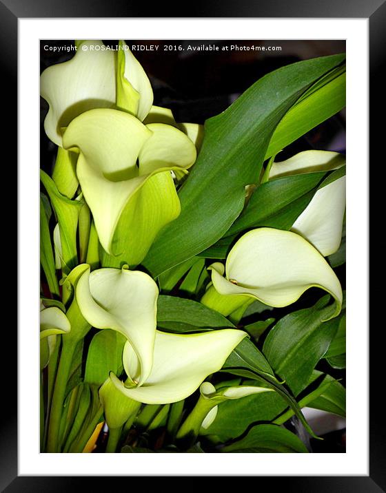 "ARUM LILIES" Framed Mounted Print by ROS RIDLEY