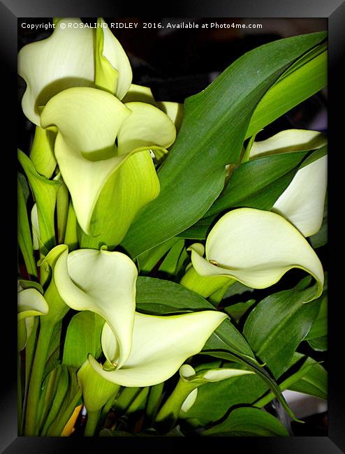 "ARUM LILIES" Framed Print by ROS RIDLEY