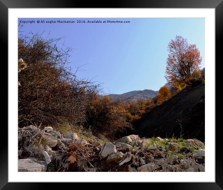 A nice view of Autumn in jungle 10, Framed Mounted Print by Ali asghar Mazinanian