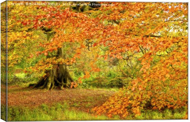 "SUNSHINE THROUGH THE AUTUMN LEAVES" Canvas Print by ROS RIDLEY