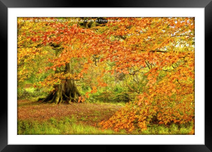 "SUNSHINE THROUGH THE AUTUMN LEAVES" Framed Mounted Print by ROS RIDLEY