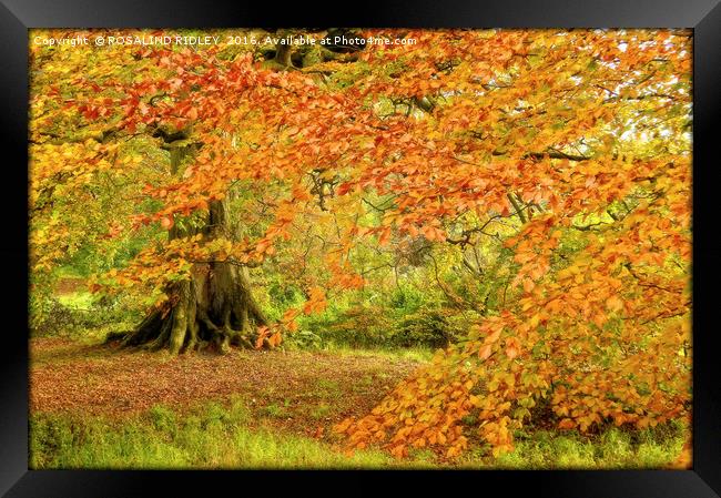 "SUNSHINE THROUGH THE AUTUMN LEAVES" Framed Print by ROS RIDLEY